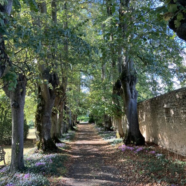 The alley of lime trees in autumn