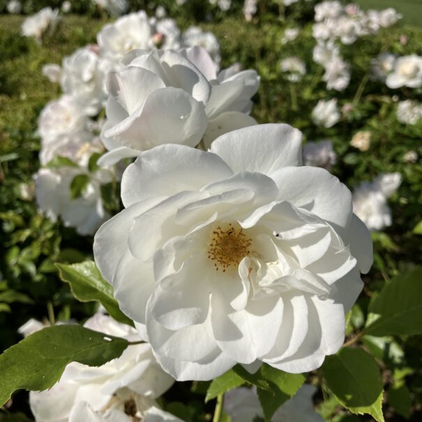 La floraison spectaculaire des roses Iceberg