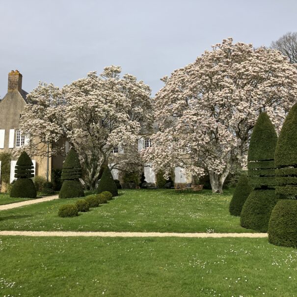 The flowering of Magnolias in spring
